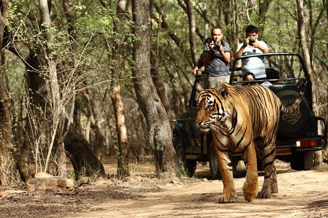 03 Days Private Wildlife Ranthambore Tiger Tour from Jaipur - Key highlights worth knowing