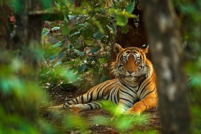 03 Days Private Wildlife Ranthambore Tiger Tour from Jaipur - Your safari reality check: tiger odds and what I’d expect