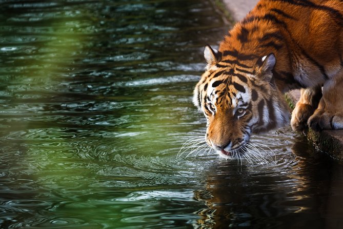 03 Days Private Wildlife Ranthambore Tiger Tour from Jaipur - Day 2 morning safari: open canter time and the animals beyond the tiger
