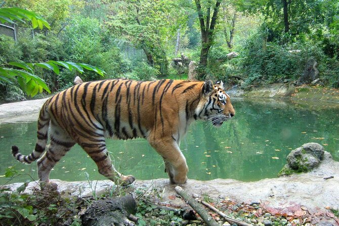 03 Days Private Wildlife Ranthambore Tiger Tour from Jaipur - Day 2 after the drive: breakfast, recovery, and using your base well