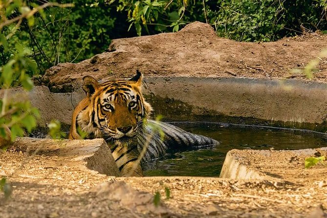 03 Days Private Wildlife Ranthambore Tiger Tour from Jaipur - Day 3: the nature-drive wrap-up and the Jaipur timing that matters