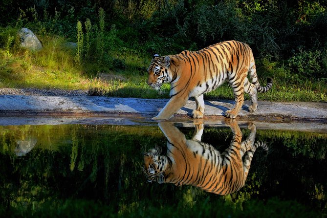03 Days Private Wildlife Ranthambore Tiger Tour from Jaipur - Season and odds: when this trip works best