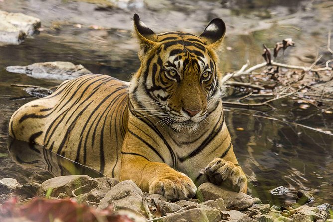 03 Days Private Wildlife Ranthambore Tiger Tour from Jaipur - Day 1 in Ranthambore: arriving calmly and getting your first wildlife time