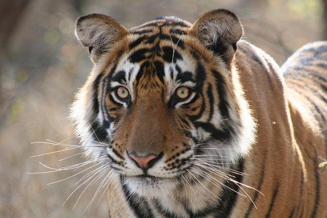 2-Day Private Tour to Ranthambhore Tiger Safari Tour from Jaipur - Key Things That Make This Tour Worth Considering