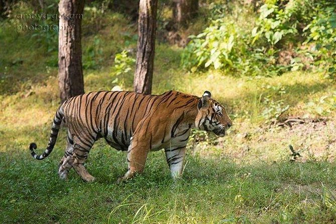 2-Day Private Tour to Ranthambhore Tiger Safari Tour from Jaipur - Escaping Jaipur For Real, Not Just On Paper