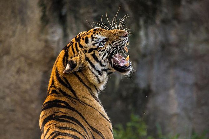 2-Day Private Tour to Ranthambhore Tiger Safari Tour from Jaipur - Day 1: Check-In in Sawai Madhopur and Your First Safari Window