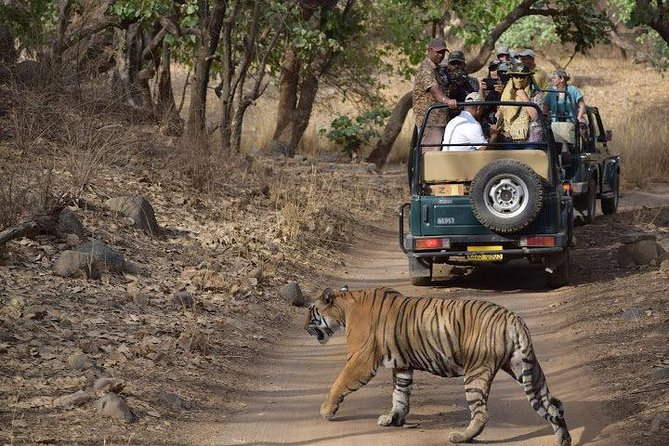 2-Day Private Tour to Ranthambhore Tiger Safari Tour from Jaipur - The Hotel Night: Four-Star Comfort With Real Food Options