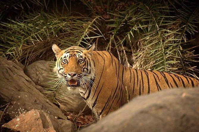 2-Days Private Ranthambhore Tiger Tour from Jaipur - Setting Off at 8:00am, Jaipur to Ranthambhore in a Premium Chauffeur Vehicle