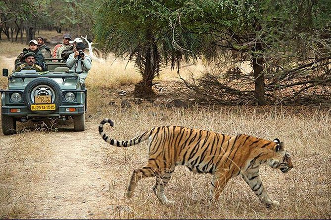 2-Days Private Ranthambhore Tiger Tour from Jaipur - Day 2 Early Morning Safari, Second Chance at Tiger Sightings