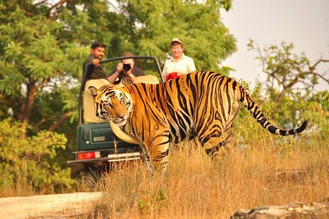 2-Days Private Ranthambhore Tiger Tour from Jaipur - Ranthambhore Zones and Seasonal Open Days: How Your Safari Area May Change