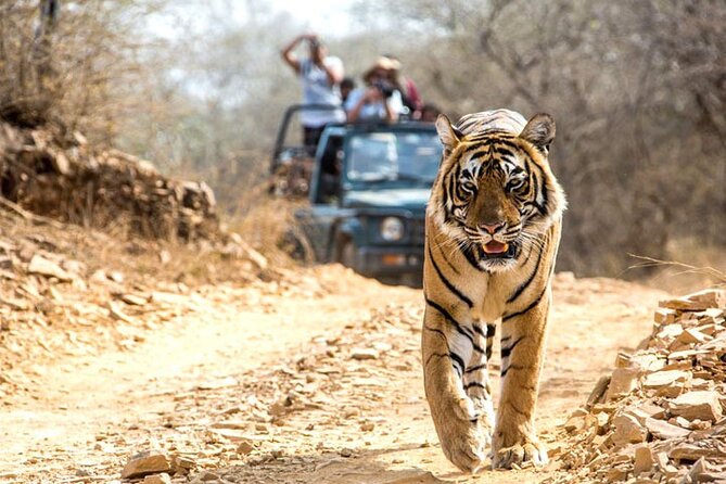 2-Days Private Ranthambhore Tiger Tour from Jaipur - Day 1 Game Drive, Comfort Setup at the Four-Star Jungle Resort
