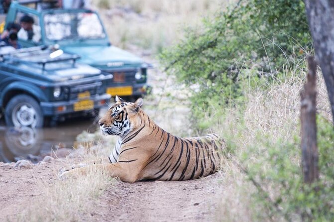 2 Days Ranthambore Tiger Safari with Tickets - Key Highlights Worth Knowing