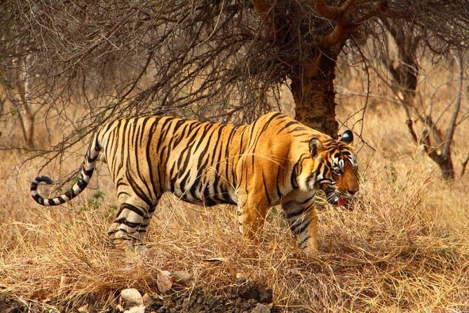 2 Days Ranthambore Tiger Safari with Tickets - Day 2 in Ranthambore National Park, Where the Safari Chance Lives
