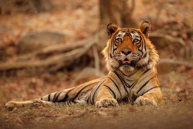 Day Trip from Jaipur to Ranthambore Safari - Key highlights I’d plan around