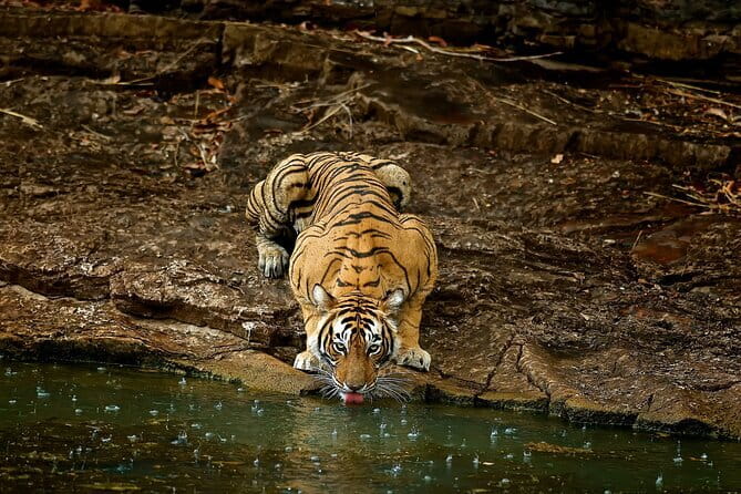 Day Trip from Jaipur to Ranthambore Safari - Morning pickup in Jaipur to Ranthambore Tiger Reserve