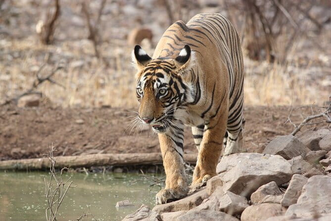Day Trip from Jaipur to Ranthambore Safari - Stop by stop breakdown, with the real pros and small trade-offs