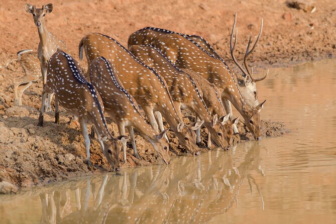 Day Trip to Ranthambore Tiger Reserve from Jaipur - Jaipur Pickup to Sawai Madhopur, What the 170 km Drive Means