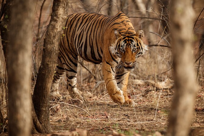 Day Trip to Ranthambore Tiger Reserve from Jaipur - Canter vs Jeep Safari, and How It Changes Your Chances