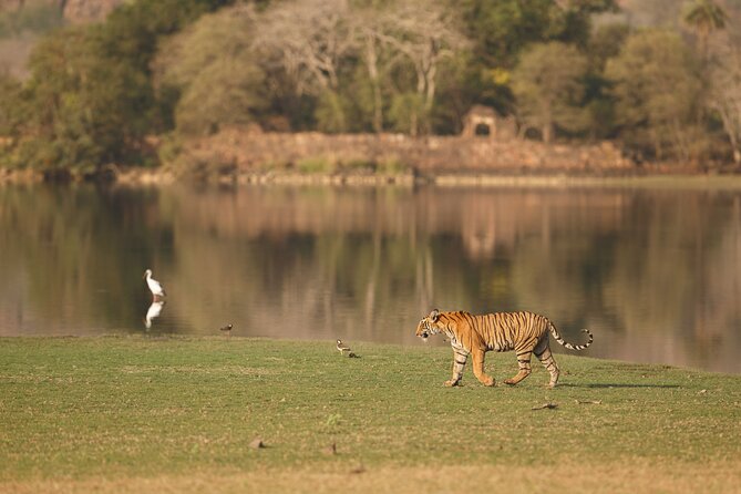 Day Trip to Ranthambore Tiger Reserve from Jaipur - What You’ll Actually Look For in the Park