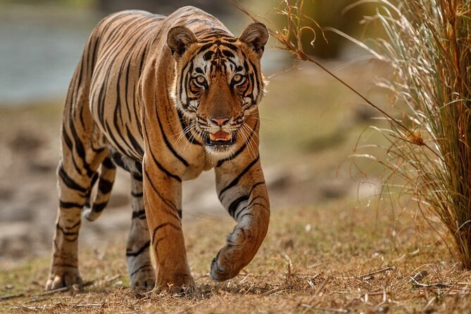 Day Trip to Ranthambore Tiger Reserve from Jaipur - Timing Tips, Including the Morning vs Afternoon Reality