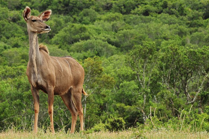 Day Trip to Ranthambore Tiger Reserve from Jaipur - Price and Value: What You Pay for at About $90.78