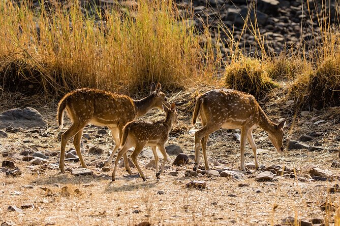 Day Trip to Ranthambore Tiger Reserve from Jaipur - Arriving at the Reserve, ID Checks and Your First Gate Moment