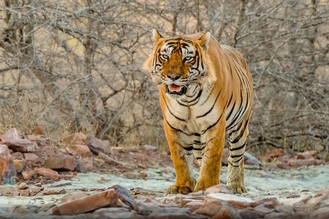 Day Trip to Ranthambore Tiger Safari from Jaipur - Key things to know before you go