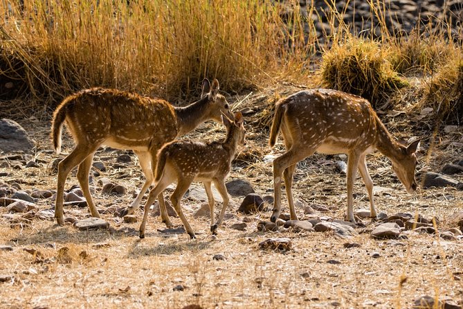 Day Trip to Ranthambore Tiger Safari from Jaipur - Jaipur to Ranthambore: Why this day trip works
