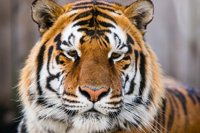 Day Trip to Ranthambore Tiger Safari from Jaipur - Getting to the safari: pickup, air-conditioned comfort, and car types