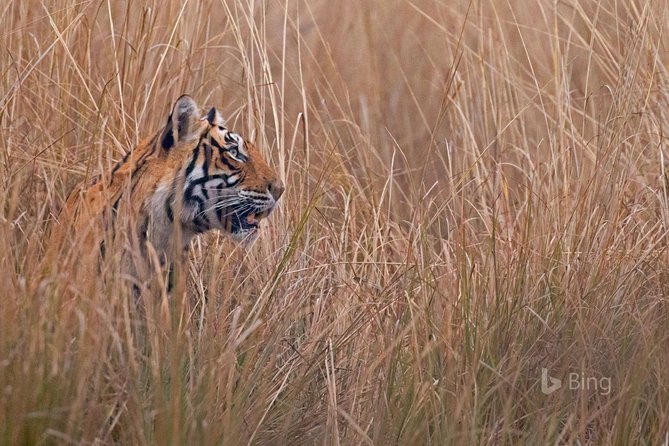 Day Trip to Ranthambore Tiger Safari from Jaipur - What is not included: meals, camera fees, and gratuities