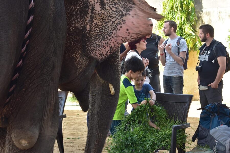 Elefun Best Elephant Sanctuary in Jaipur - Languages and Who This Experience Suits Best