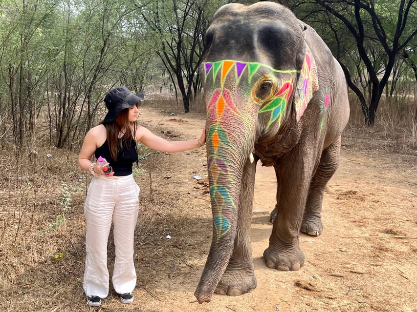 Elefun Best Elephant Sanctuary in Jaipur - Why Elefun Feels Different From a Typical Elephant Stop