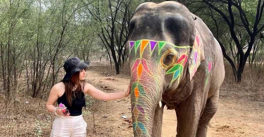 Elefun Best Elephant Sanctuary in Jaipur - Elephant Painting With Natural, Skin-Friendly Materials