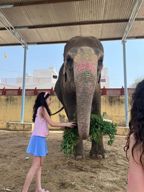 Elefun Best Elephant Sanctuary in Jaipur - What to Bring (and What Will Save Your Clothes)
