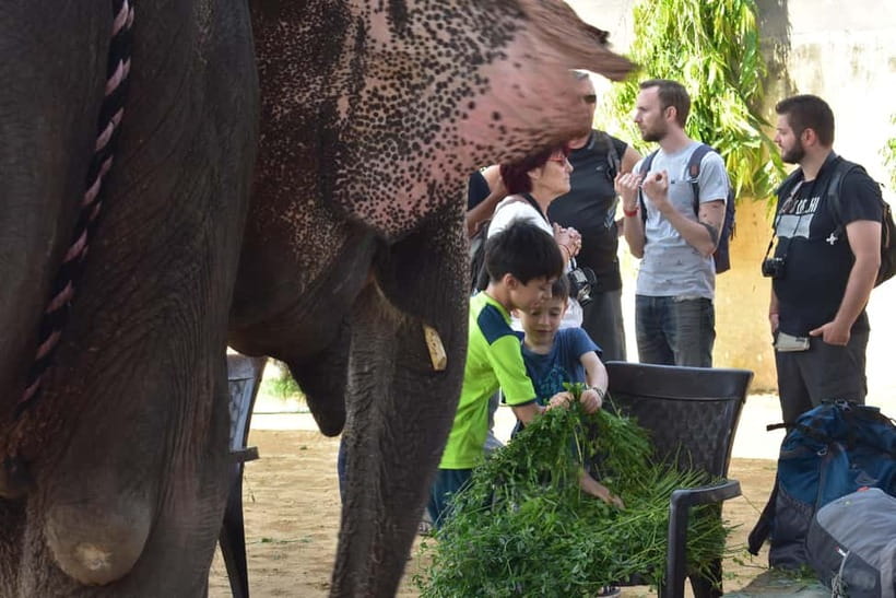 Elefun Best Elephant Sanctuary in Jaipur - Meeting Elephants the Right Way: Trust, Feeding, and Diet