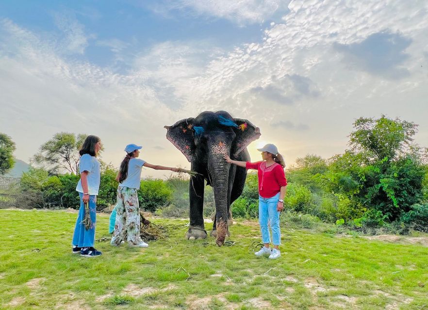 Elephant Sanctuary for Best elephant experience in Jaipur - Inside the Sanctuary: Eco-Friendly Habitats and What You Actually Learn