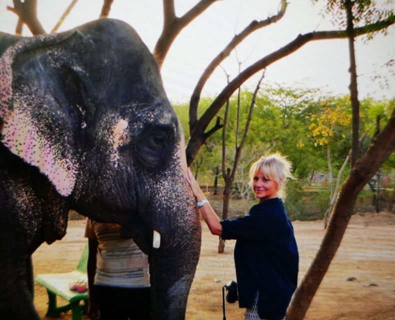 Elephant Sanctuary for Best elephant experience in Jaipur - The Role of the Guide: Jaipur Context and Real Safety Attention