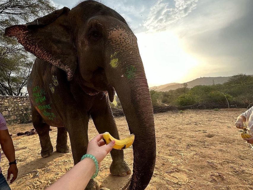 Elephant Sanctuary for Best elephant experience in Jaipur - Price and Value: Is $62 Worth It?