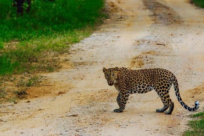 Exclusive Safari at Jhalana Leopard Park Including Transfers - From Jaipur Hotel to Jhalana: The Morning or Afternoon Timing That Matters