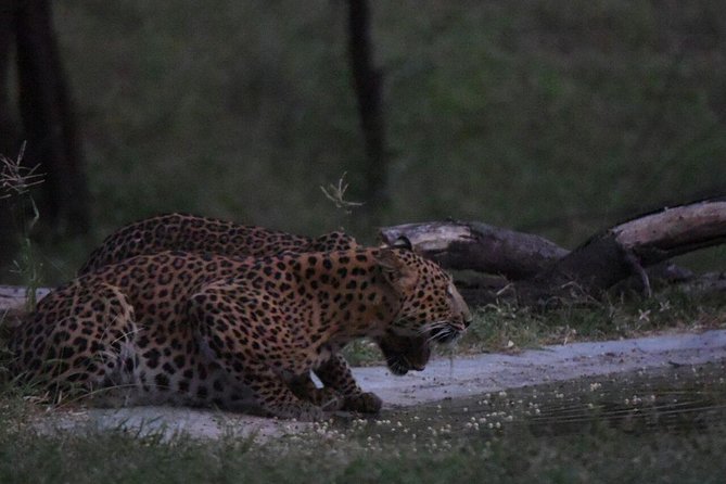 Exclusive Safari at Jhalana Leopard Park Including Transfers - How Long It Really Takes: The 2.5-Hour Safari Truth vs Door-to-Door Time