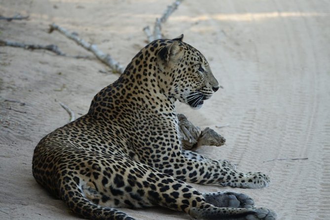 Exclusive Safari at Jhalana Leopard Park Including Transfers - Who Should Book This Jhalana Leopard Park Safari