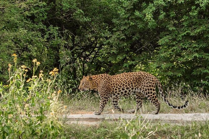 Exclusive Safari at Jhalana Leopard Park Including Transfers - Tips for Getting the Most Out of Your Safari Day