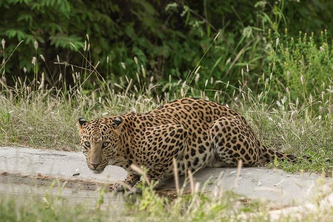 Exclusive Safari at Jhalana Leopard Park Including Transfers - Off-Roading, Jeep Convergence, and Getting Better Animal Views
