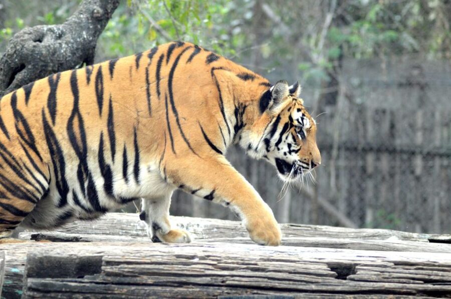 From Jaipur: 2 Days 1 Night Ranthambore Tiger Safari Tour - Key highlights to know before you go