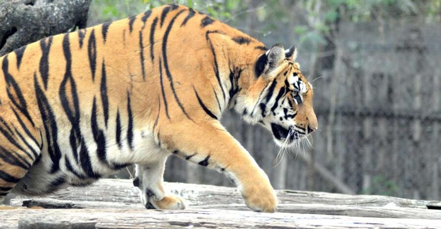 From Jaipur: 2 Days 1 Night Ranthambore Tiger Safari Tour - Two Safari Sessions in Ranthambore, and Why the Timing Is Everything
