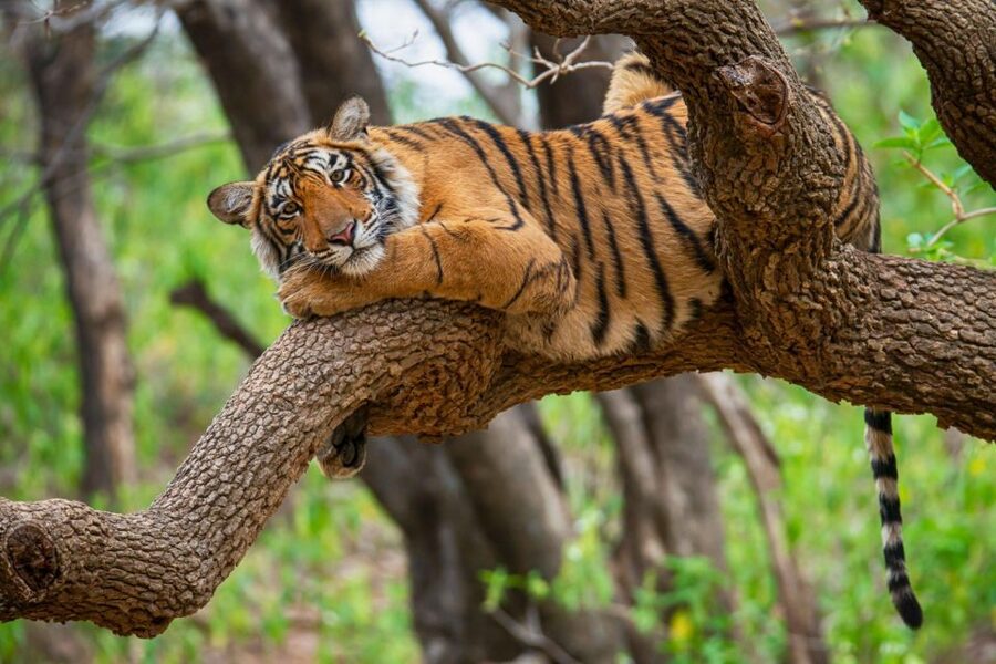 From Jaipur: 2 Days 1 Night Ranthambore Tiger Safari Tour - Live Guide in English and Hindi, and How to Avoid Meeting-Point Drama
