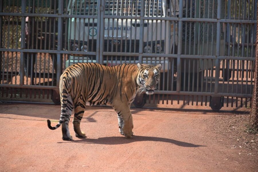 From Jaipur: 2 Days 1 Night Ranthambore Tiger Safari Tour - Meals on Schedule, and the Small Timing Risks That Matter