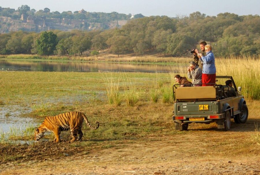 From Jaipur: 2 Days 1 Night Ranthambore Tiger Safari Tour - Who This Tour Fits Best, and Who Should Skip It