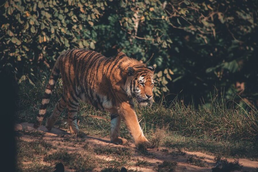 From Jaipur: 2 Days 1 Night Ranthambore Tiger Safari Tour - Jaipur to Ranthambore by A/C Car, Plus What You Gain From Private Transport