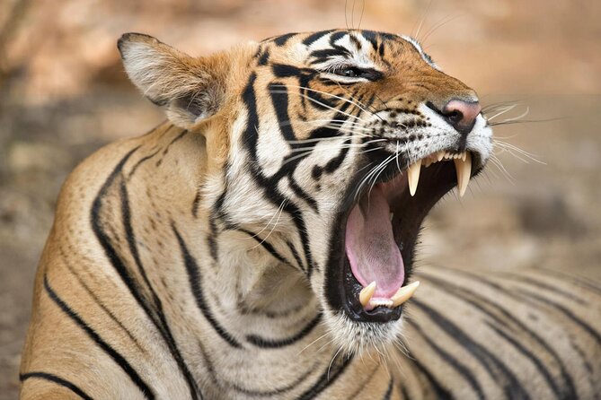 From Jaipur: 2 Days Private Tour of Ranthanbore Tigers Safari - Key points to know before you go